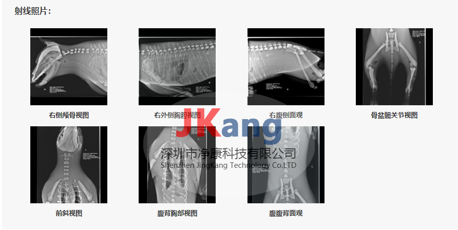 Dog Phantom成年母狗模體，牧羊犬模體，獸醫(yī)診斷成像培訓(xùn)模體，可定制